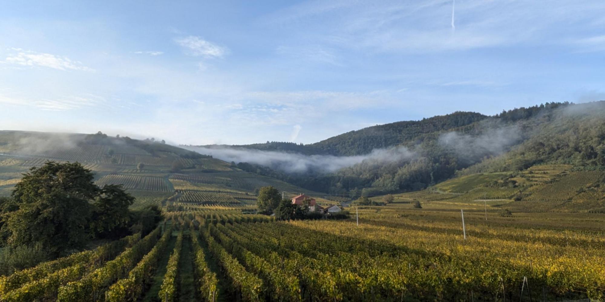 Vignes en Automne