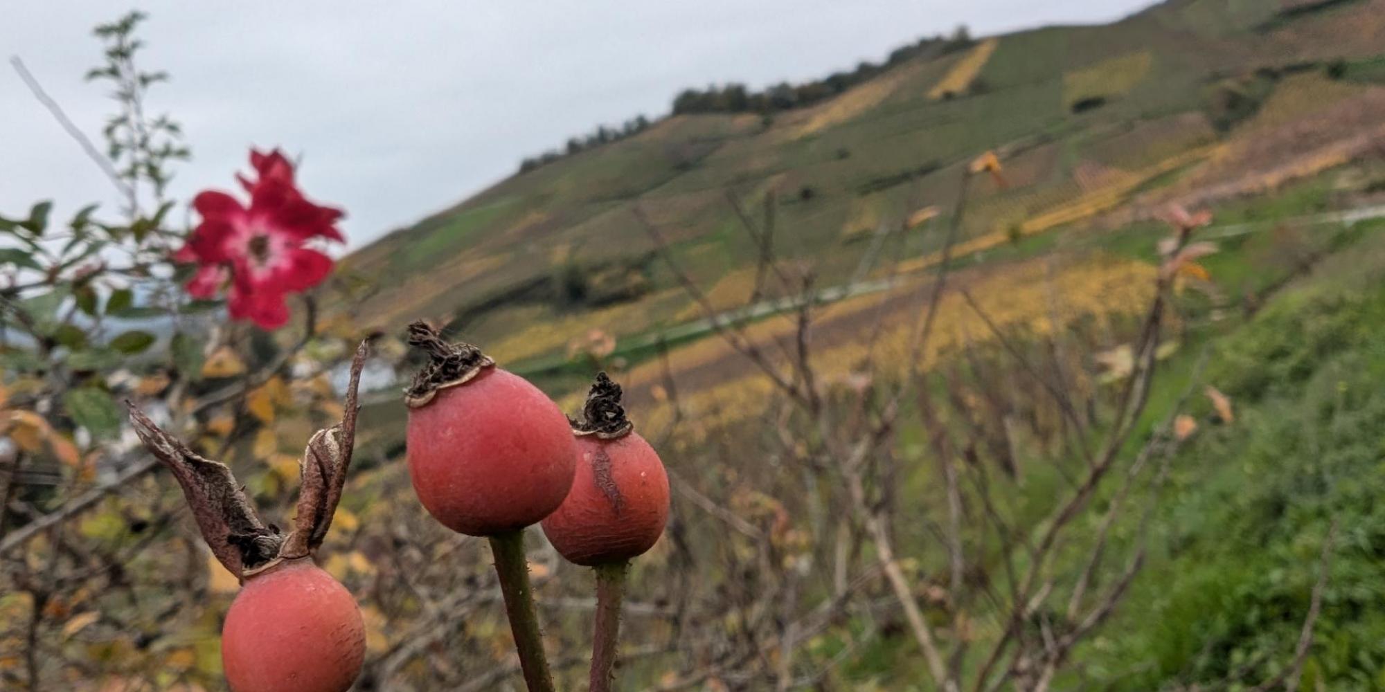 Vignes en automne Turckheim