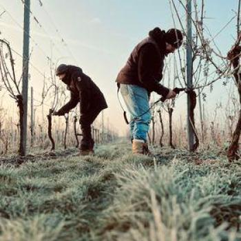 Deux de nos ouvriers en train de tailler dans les vignes givrées et sous un soleil d'hiver