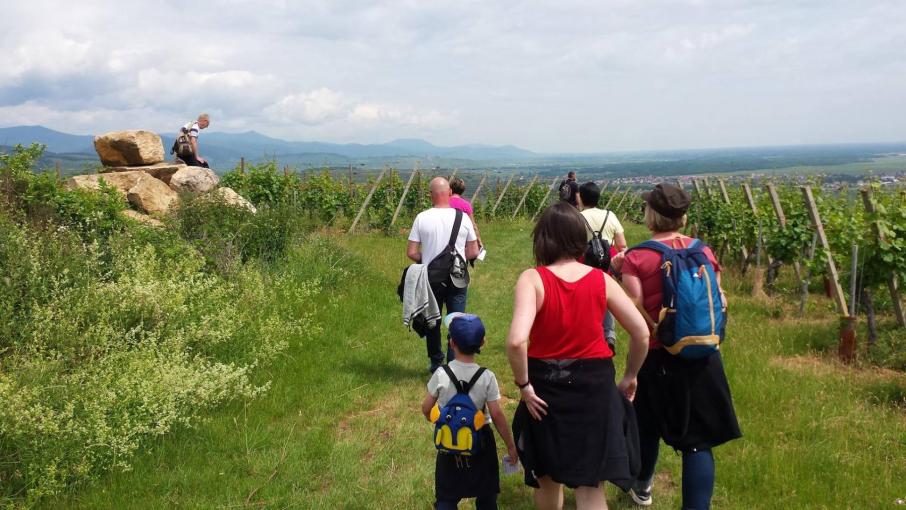 Visite du vignoble et pique-nique à la cave